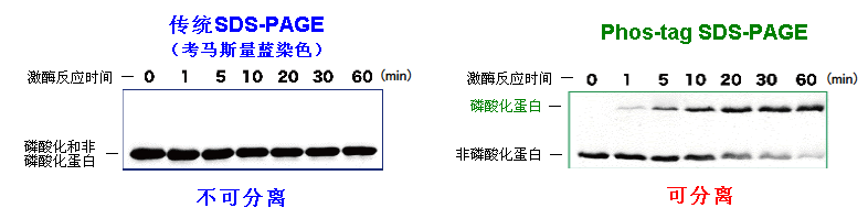 标准品| 日本日水培养基官网nissui代理